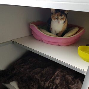 Kattenpension Wieringerwaard image 1