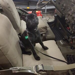 Pim Hondenopvoeding image 1