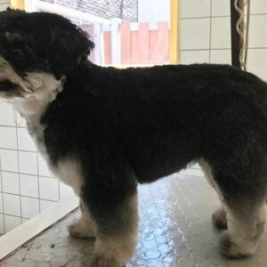 Hondentrimsalon Toulouse image 2