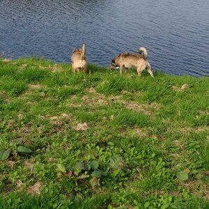 Hondenuitlaatservice Anouska image 3