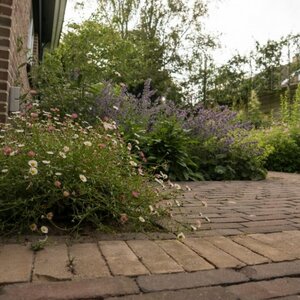 Ontwerpburo en Hoveniersbedrijf Yvonne Kruize-Box &amp; Zn V.O.F. image 1