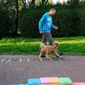 Hondentraining Noord-Holland image 1