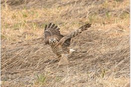 Vaartocht naar bijzondere vogels in de Eilandspolder