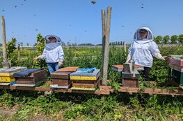 Op bezoek bij de Imkerschool/Imkerij Florensia op de natuurwijngaard van Oterleek!