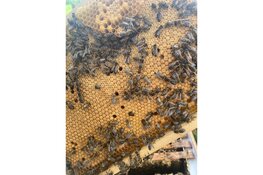 Zaterdag 13 juli 2024 Open Imkerij Dag bij Imkerschool op de Zwirs Wijngaard in Oterleek