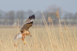Ga op zondagmorgen mee op excursie door de Eilandspolder
