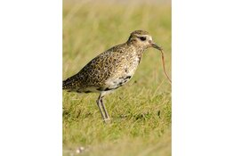 Wintertocht door een sfeervolle Eilandspolder