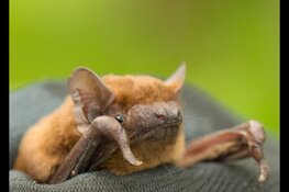 Beleef de Nacht van de Vleermuis in de Eilandspolder