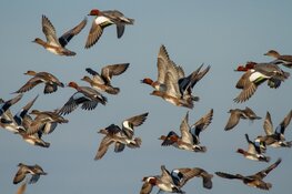 Najaarstrek in de Eilandspolder