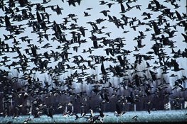 Wintergasten in de Eilandspolder