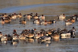 Wintervaartocht door de Eilandspolder