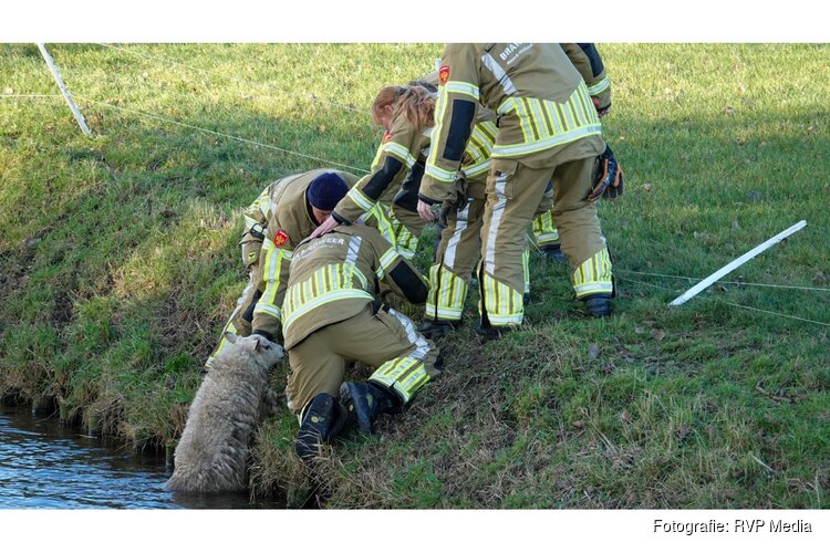Brandweer redt te water geraakt schaap in Zuidschermer