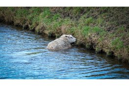 Brandweer redt te water geraakt schaap in Zuidschermer