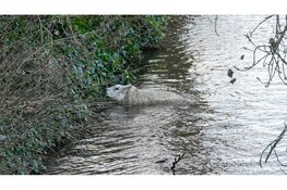 Brandweer redt te water geraakt schaap in Zuidschermer