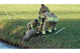 Brandweer redt te water geraakt schaap in Zuidschermer