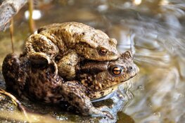 De paddentrek begint! Help mee als vrijwilliger en bescherm duizenden amfibieën in Noord-Kennemerland!