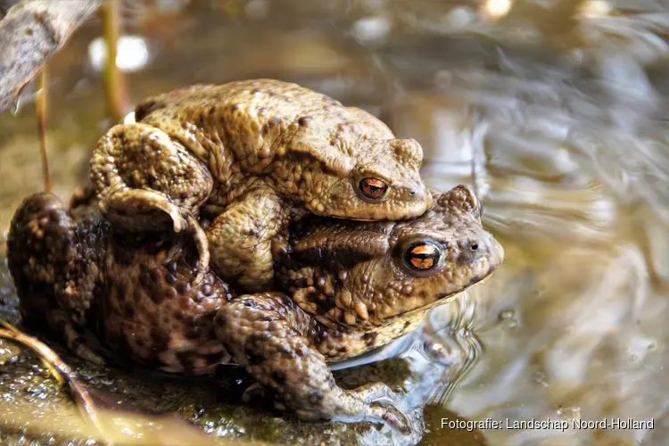 De paddentrek begint! Help mee als vrijwilliger en bescherm duizenden amfibieën in Noord-Kennemerland!