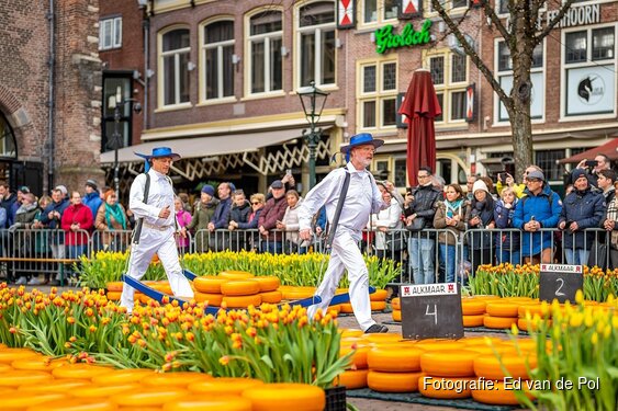Voorjaarsspektakel op Alkmaarse Kaasmarkt: 20.000 tulpen en 30.000 kilo kaas in de binnenstad