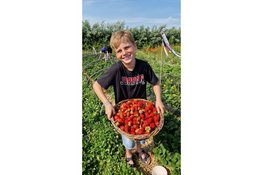 Aardbeien oogstfeest bij Stichting Heer Ikigai in Stompetoren op zaterdag 13 juni