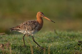Vogels in de Eilandspolder