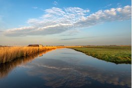 Wintergasten in de Eilandspolder