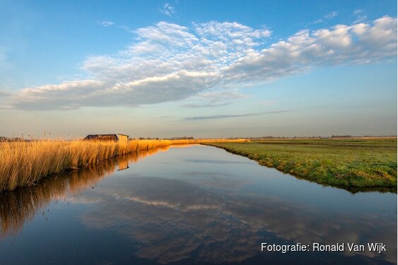 Wintergasten in de Eilandspolder