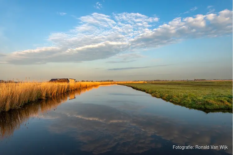 Wintergasten in de Eilandspolder