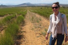 Rooibos, de gezonde thee zonder cafeïne