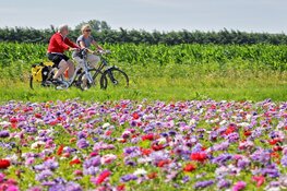 Fietsend genieten tijdens de Fiets4Daagse Alkmaar