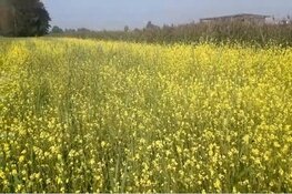 Bijzonder initiatief biodiversiteit: Bloemenzaadmengsel N508 Oterleek