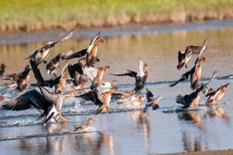 Vaartocht door Eilandspolder, opzoek naar goudplevieren en smienten