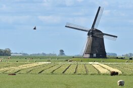 Schermermolens vieren de vrijheid met rouw en vreugdestand