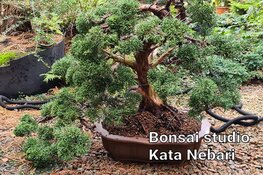 Zelf Bonsai maken