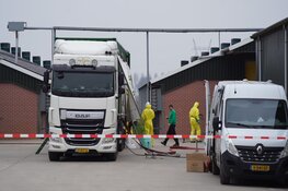 Pluimveebedrijf in Grootschermer ontruimd na nieuwe uitbraak vogelgriep