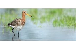 Vaartocht naar bijzondere vogels in de Eilandspolder